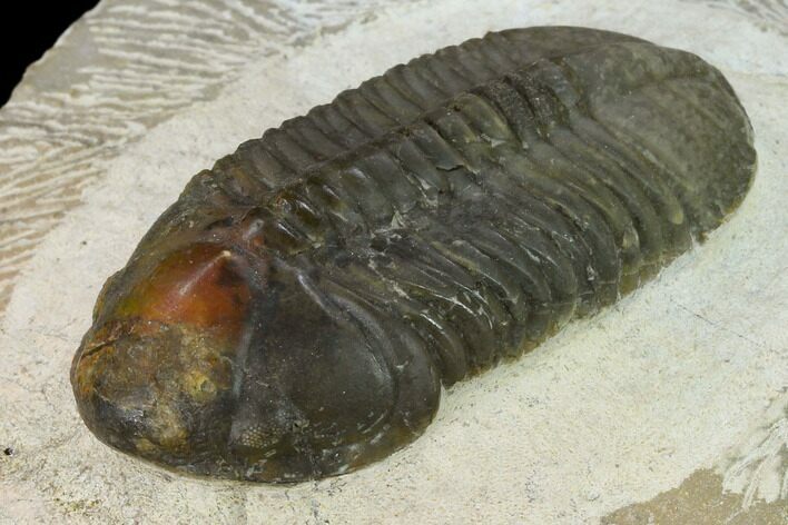 Struveaspis Trilobite - Small Eyed Phacopid #131323